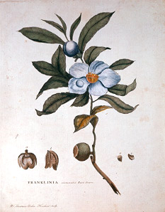 Franklinia altamaha, by William Bartram