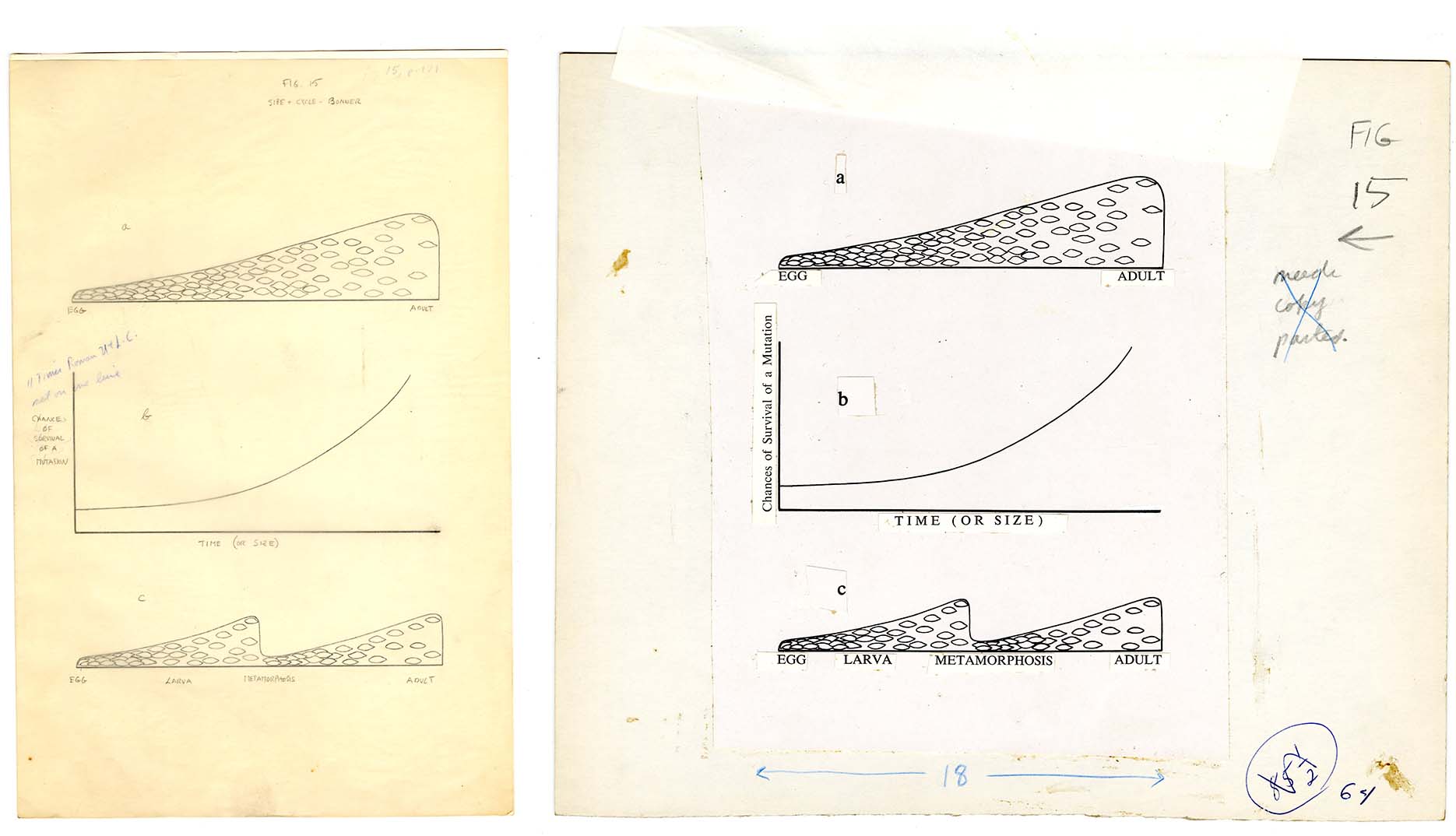 side by side drawings of chart of metamorphosis