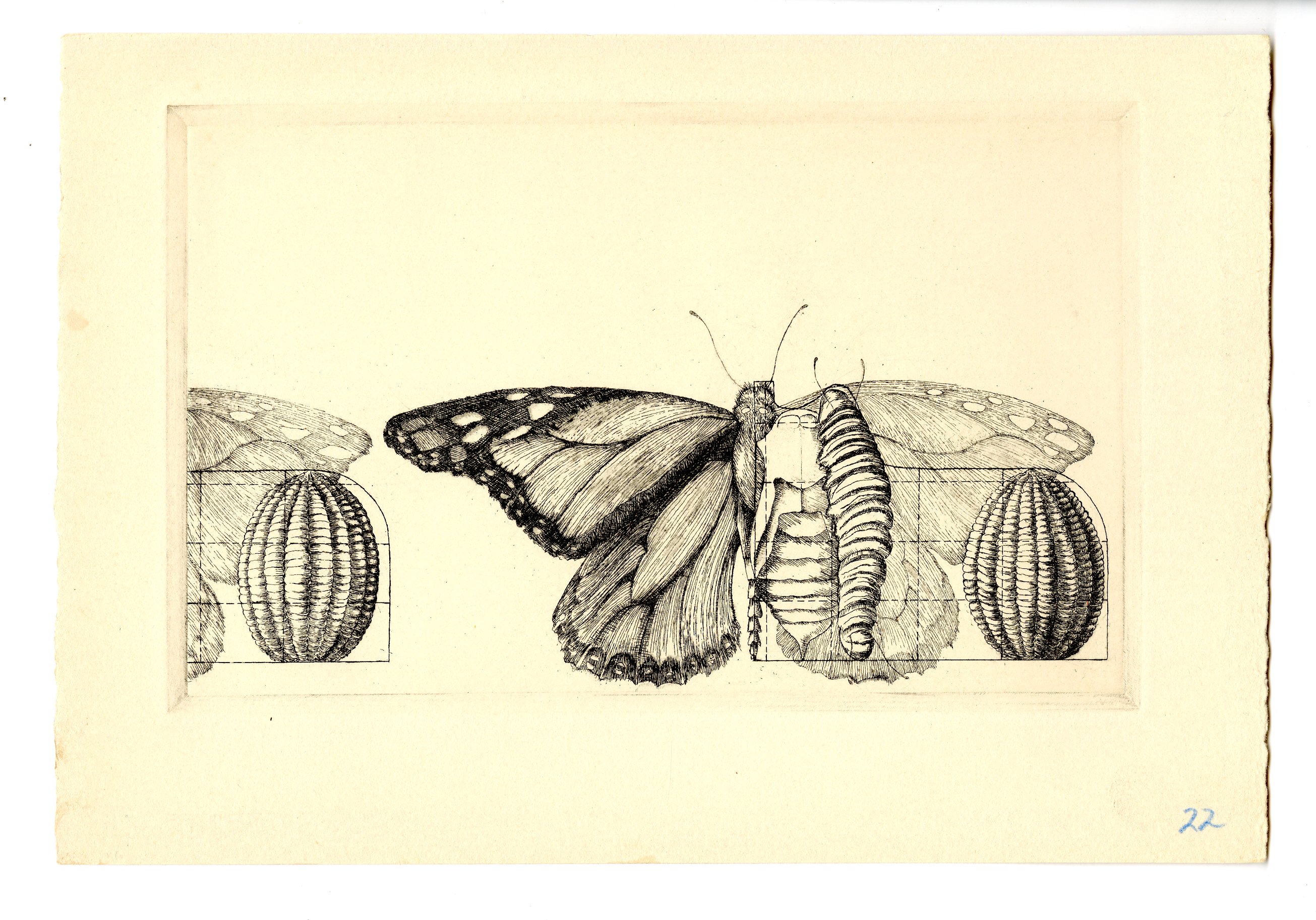 scan of sketch drawing of butterfly in multiple stages of life cycle