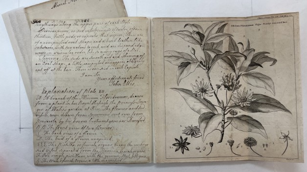 photo of manuscript with text on left and botanical drawing on right