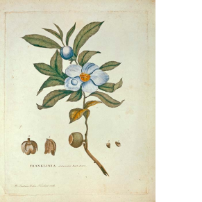 a blue and white flower surrounded by green leaves with its seeds magnified and the name of the title and author at the bottom of the page