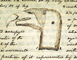 Lewis' illustration of the head of a 'vulture,' a California condor