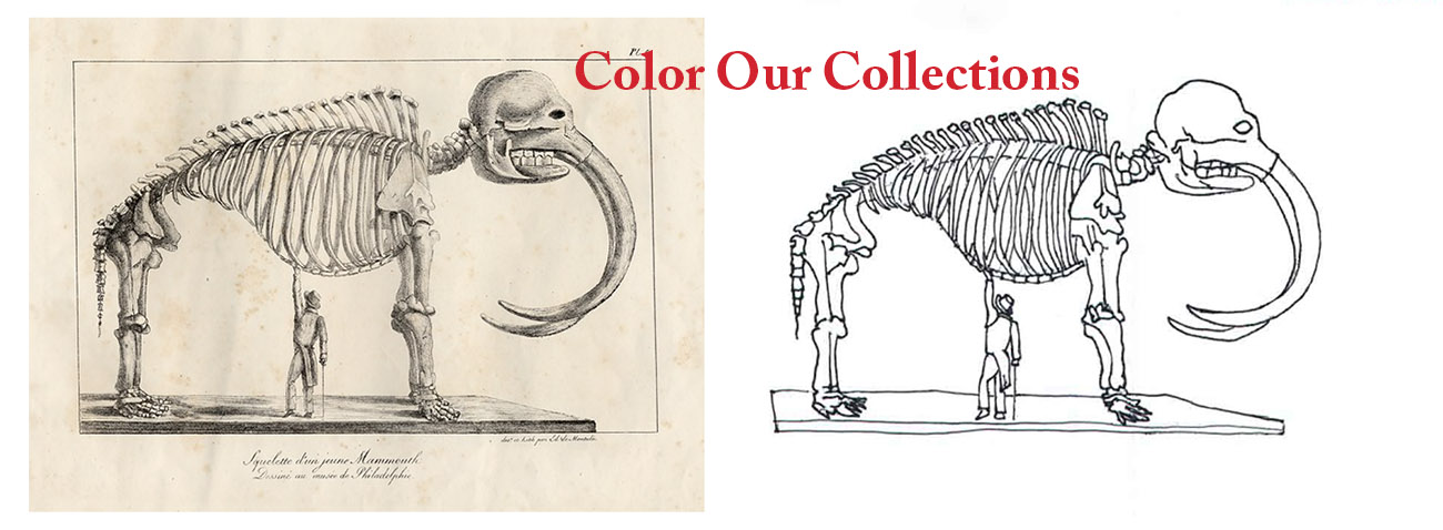 side by side image of mastodon skeleton with collection item on left and coloring page on right