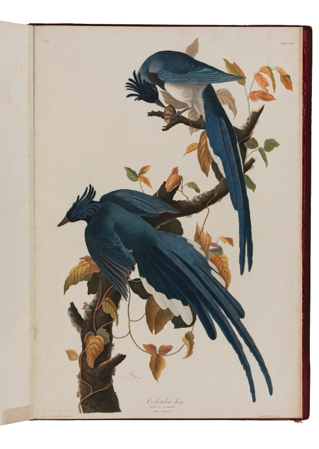 photo of a plate in Birds of America showing two Blue birds perched on a branch