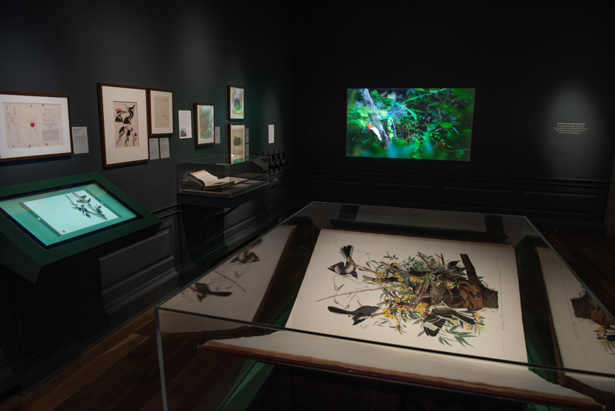 photo of The Birds of America under plexiglass in gallery with video of woodpecker in background