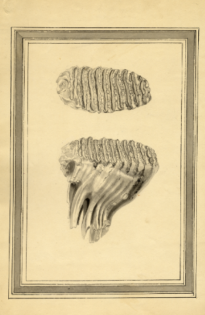 print of mammorth tooth