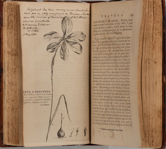 open page of bartram book with botanical drawing on left