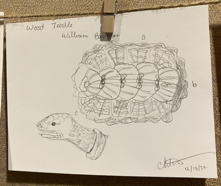 sketch of wood turtle copied from William Bartram