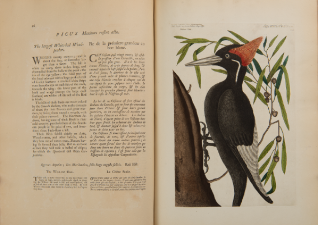 catesby woodpecker print