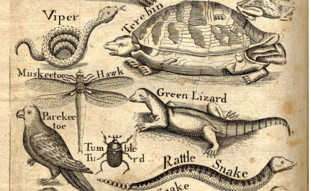 illustrations of reptiles and amphibians