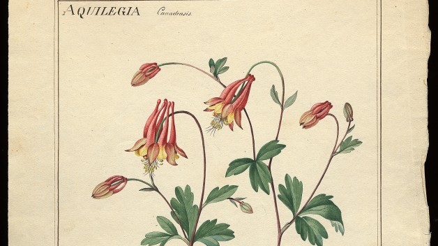a watercolor drawing of the red columbine flower 