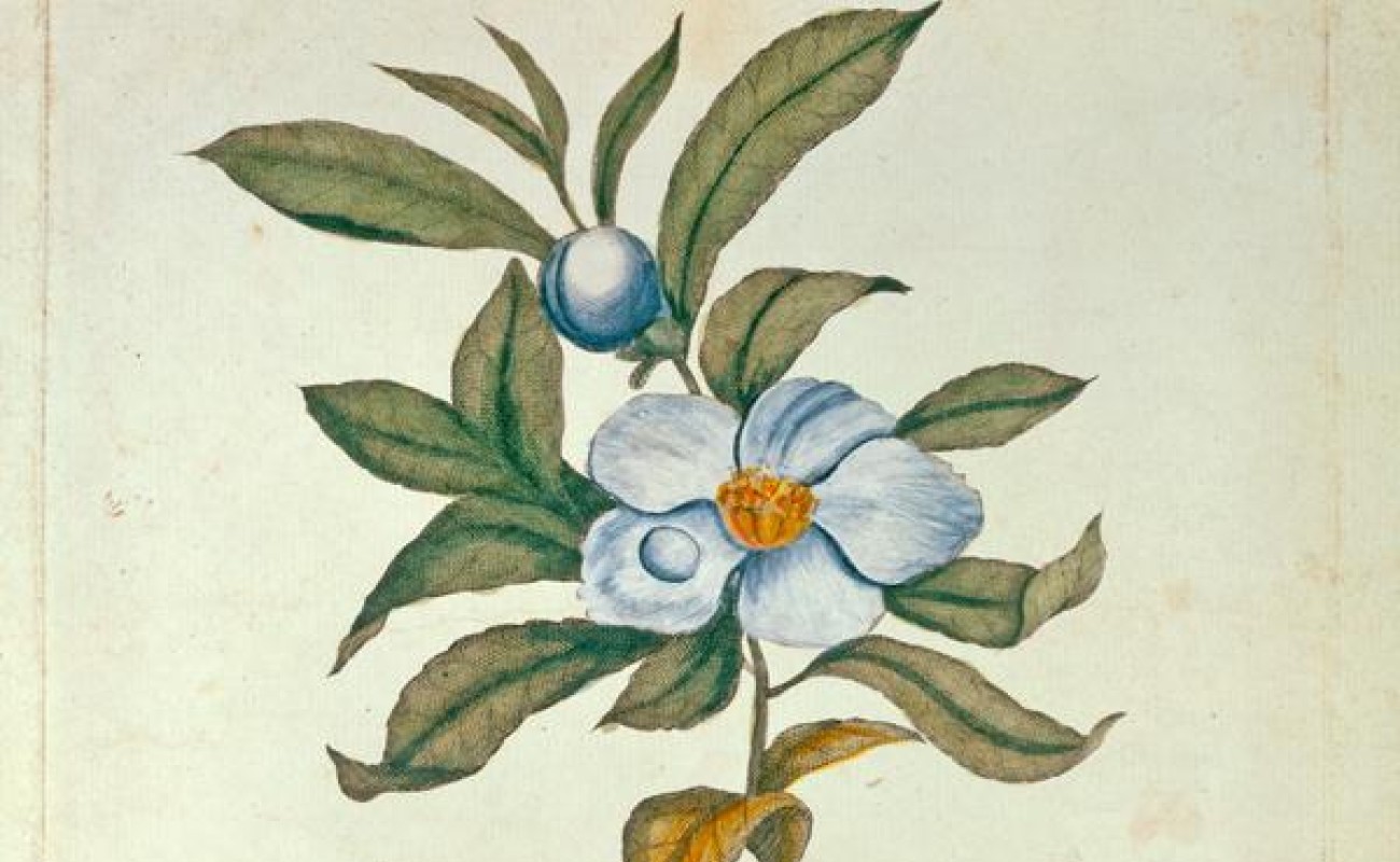 Franklinia alatamaha, American Philosophical Society Library 