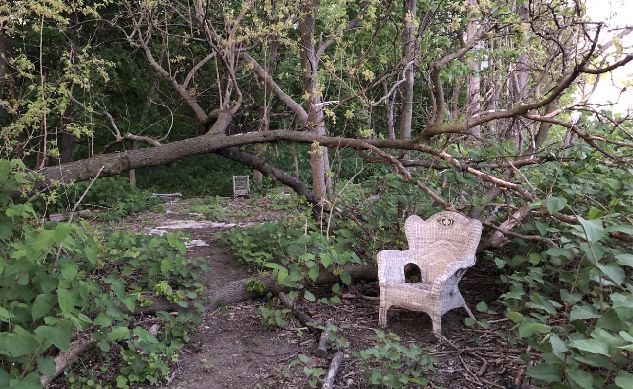 image of garden where toads are found