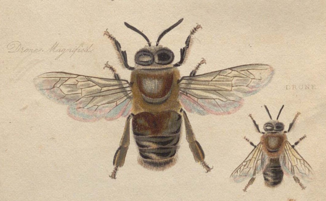 Image of a Bee from Samuel Bagster, The Management of Bees