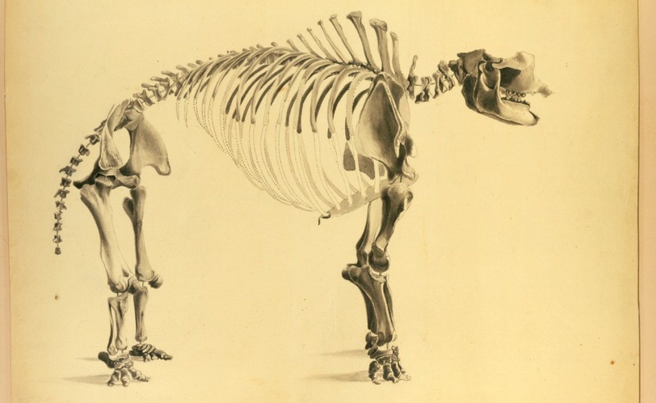 Sketch of a mastodon skeleton