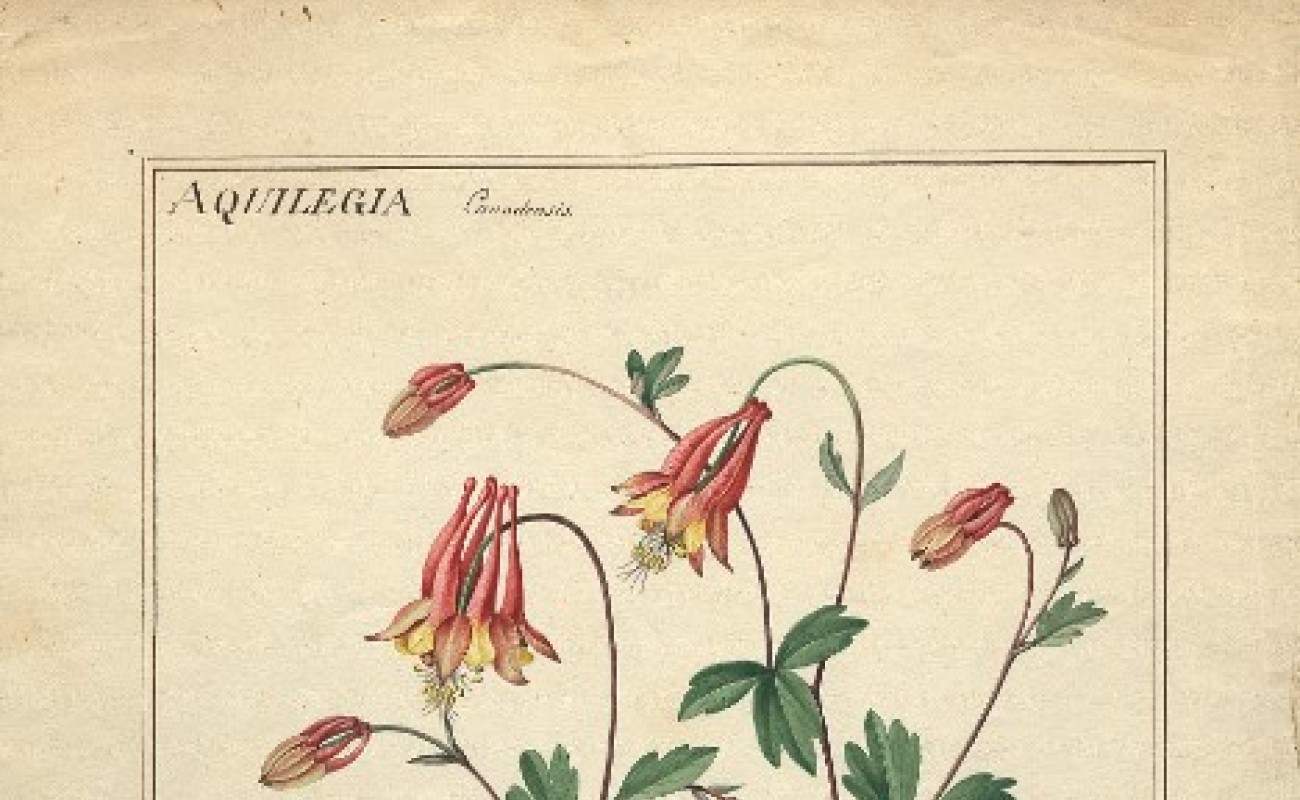 A natural illustration drawing of the red columbine 