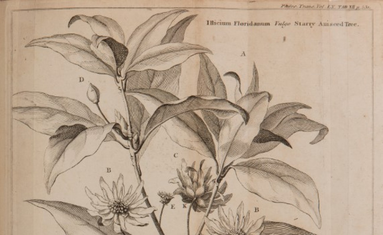 manuscript illustration of a star anise 