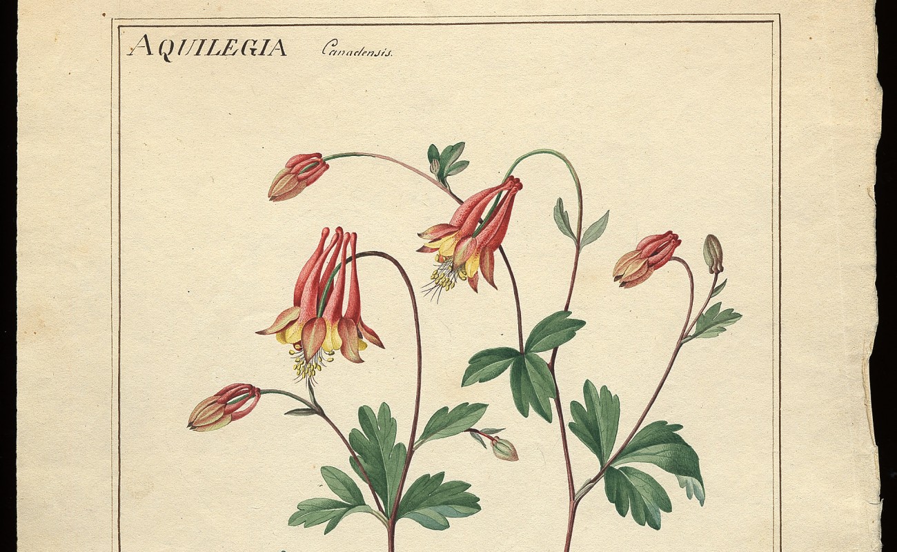 a watercolor drawing of the red columbine flower 