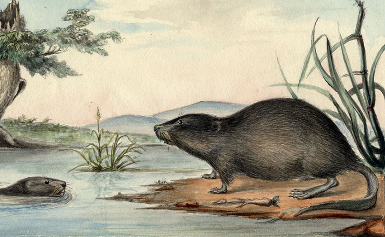 muskrat