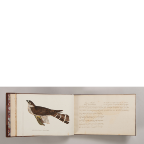 Partial copy after Alexander Wilson’s American Ornithology 