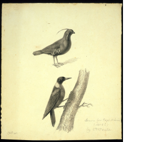 Mountain Quail and Lewis’s Woodpecker