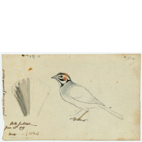 Sparrow 