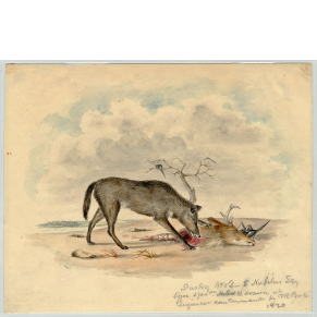 Dusky wolf Devouring Deer Head 