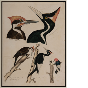 Ivory-Billed Woodpecker 