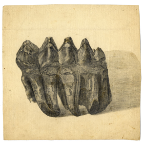 Mastodon tooth 