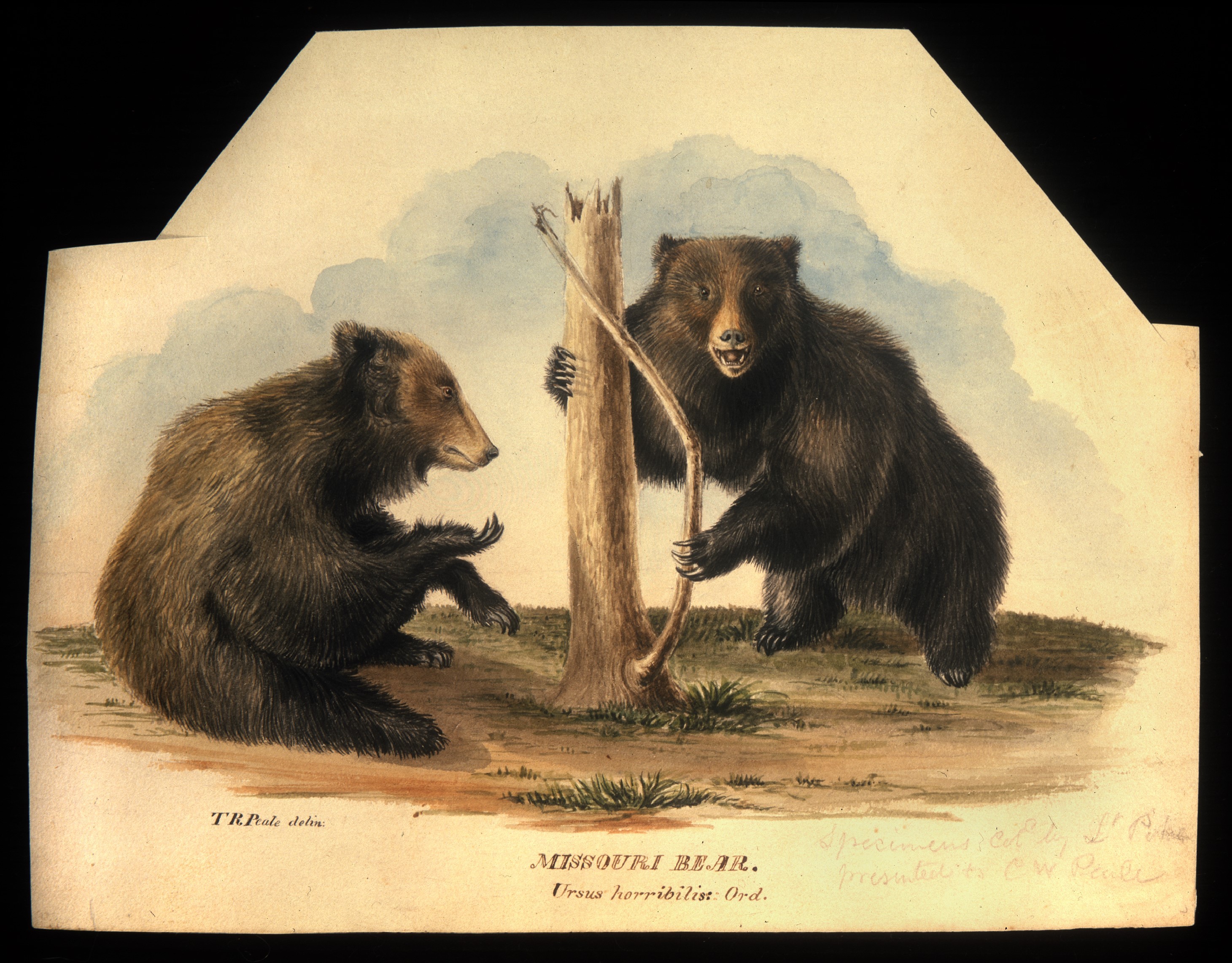 Watercolor and graphite image of two brown bears, one seated and one on two legs holding a tree trunk. 