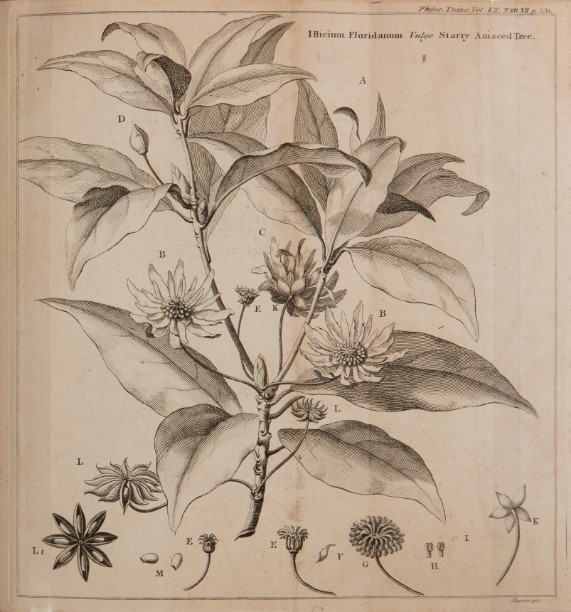 manuscript illustration of a star anise 