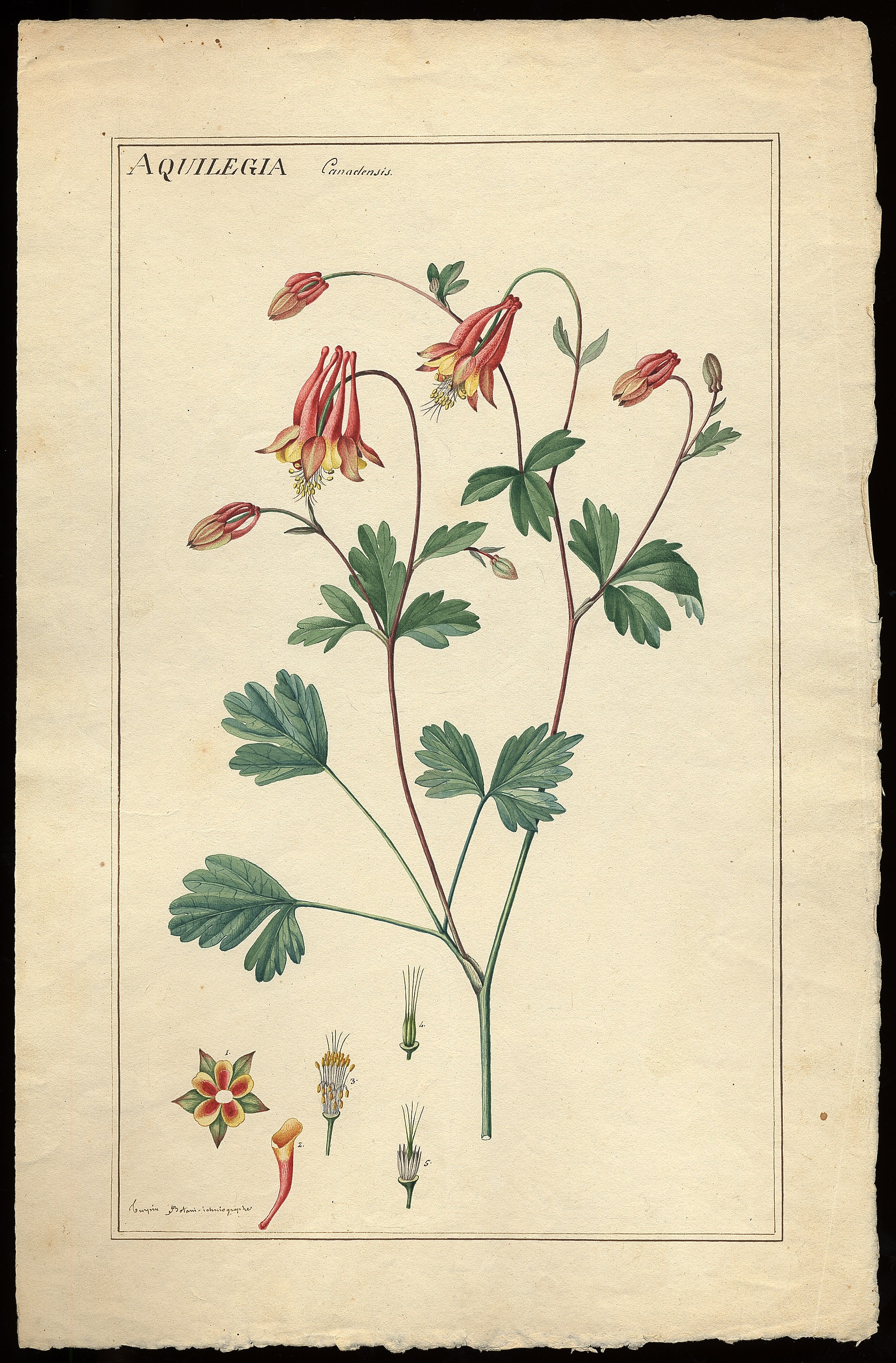 a watercolor drawing of the red columbine flower 