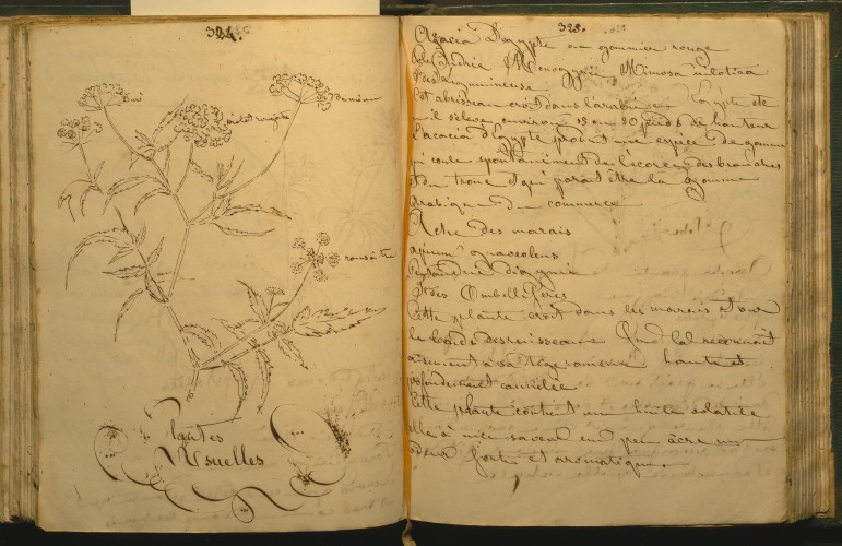 manuscript page of plant book