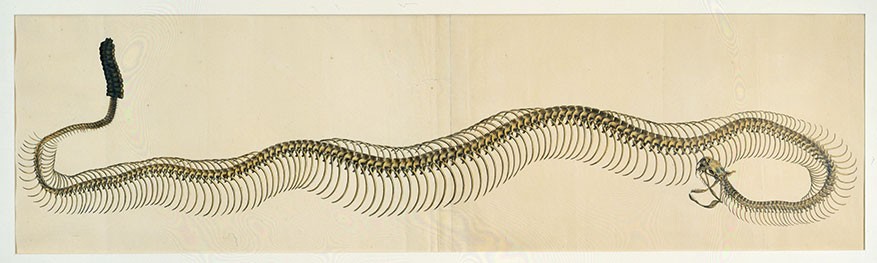 Rattlesnake Skeleton 