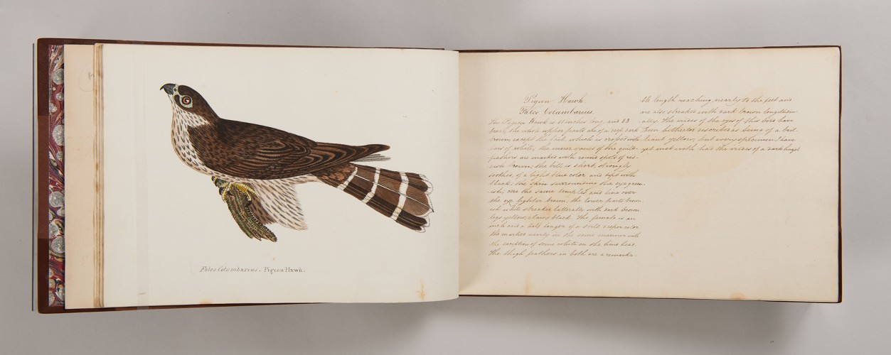 Partial copy after Alexander Wilson’s American Ornithology 