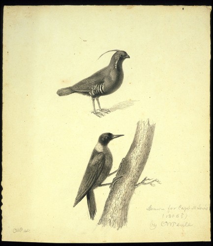 Mountain Quail and Lewis’s Woodpecker