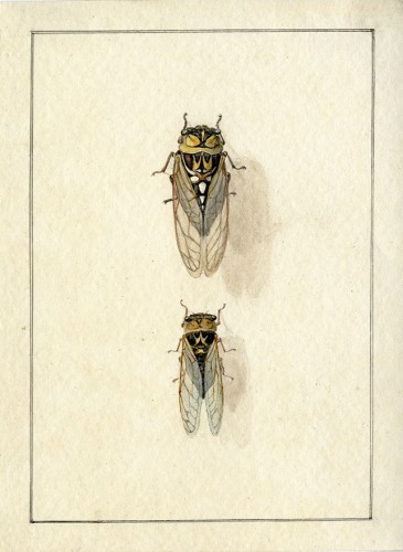 Cicadas