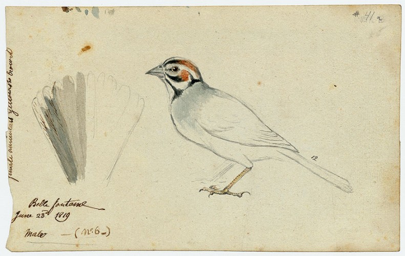 Sparrow 