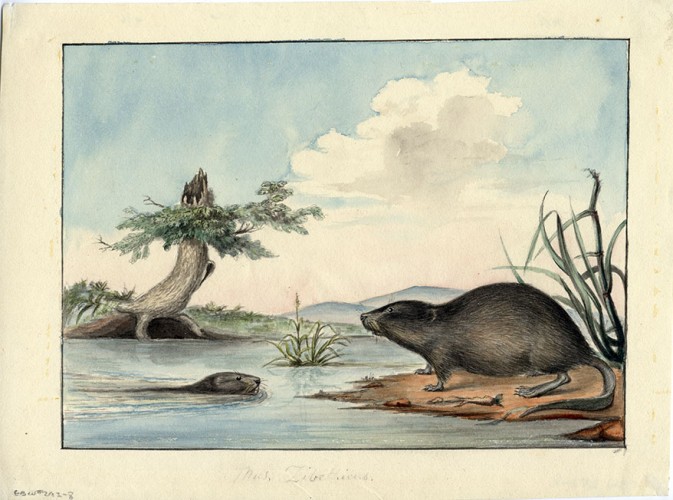 Muskrats 