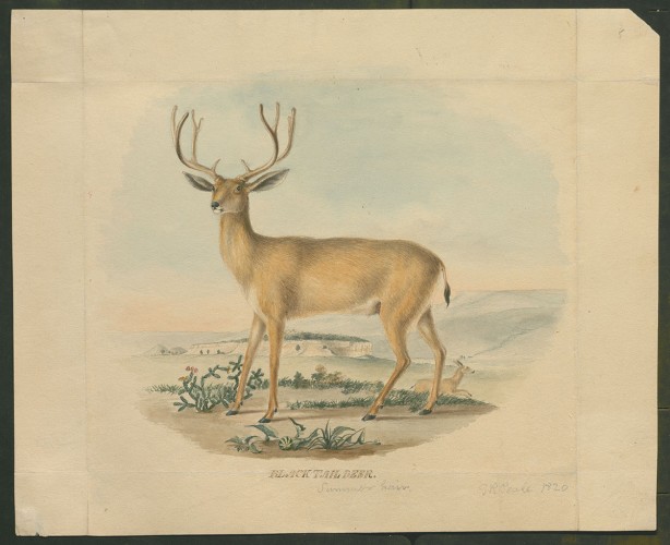 Blacktail Deer, Summer Hair 