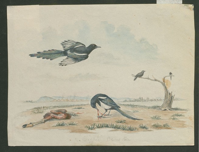 Magpie