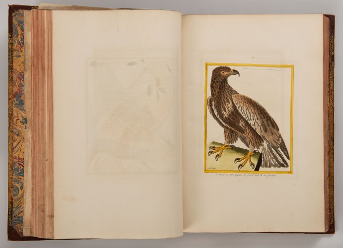 L’Histoire Naturelle des Oiseaux, vol. 1