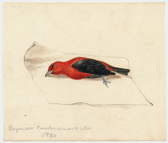 Scarlet Tanager 