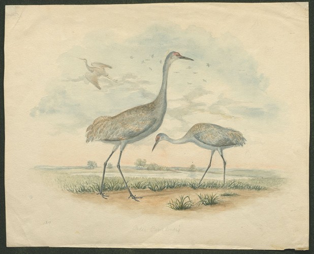 sandhill cranes