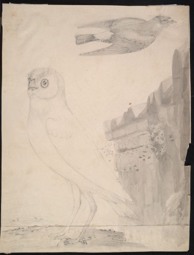 Fulvous or Cliff Swallow, Burrowing Owl, study for American Ornithology