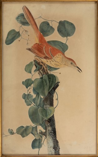 Red Thrush or Brown Thrasher