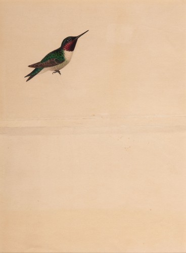 Ruby-Throated Hummingbird 