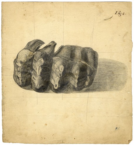 Mastodon tooth [molar], crown view 