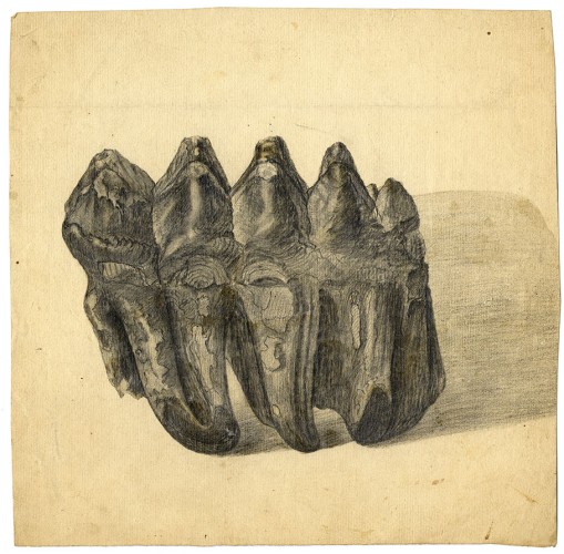 Mastodon tooth 