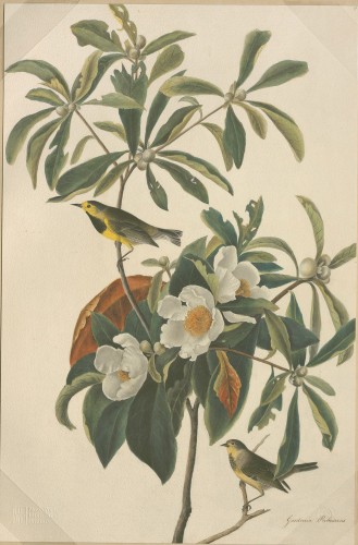 Bachman’s Warbler, study for Havell pl. 185 